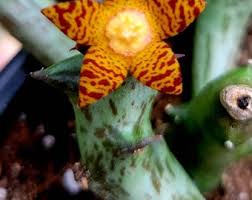 Image result for Orbea schweinfurthii