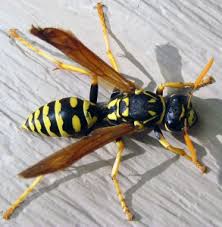 Maybe you would like to learn more about one of these? Bee Identification Texas Apiary Inspection Service Tais
