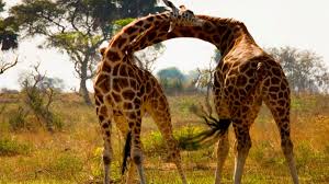 Planning to visit Uganda? Discover the best places, safaris, road trips, travel tips, national parks and self-drive options for exploring Uganda