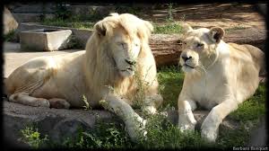 We did not find results for: Lion Images Barbara S Hd Wallpapers
