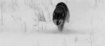 Share a gif and browse these related gif searches. White Wolf Gif Explore Tumblr Posts And Blogs Tumgir