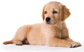 Puppyfinder.com is your source for finding an ideal golden retriever puppy for sale in usa. Golden Retriever Fancy Puppy