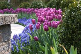 Mix a heaping teaspoonful of established fall plantings. How To Plan A Spring Bulb Garden