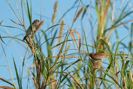 Image result for Neyraudia