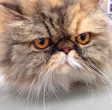 We visit the grooming place pet shop in chester and talk with owner, helen bennett about what products and services they. For Pets Sake Forpetssakeofalexandria