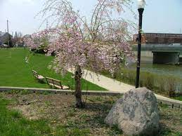 Japanese Garden Lima Oh Official Website