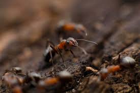 How do you get rid of fire ants. How To Get Rid Of Fire Ants How I Get Rid Of