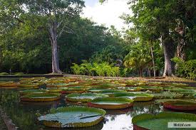 Le Jardin De Pamplemousses Ile Maurice Ile