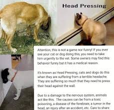 In head pressing, a cat presses her head into the floor, a wall, or other inanimate object. Facebook