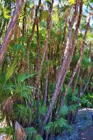 Image result for Acoelorrhaphe wrightii