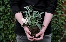It will include a material that will hold some water and stay airy. Wild Interiors Choosing The Best Soil For Houseplants