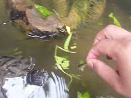 Kura Kura Brazil Ganas Berburu Ikan Red Eared Slider Turtle Vlog Youtube