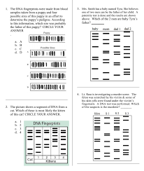 Dna fingerprinting and paternity worksheet answer key these pictures of this page are about:dna fingerprinting worksheet answers. Http Www Nosborne Com Uploads 4 0 2 7 40273079 Biotechnology Webquest Answer Key Pdf