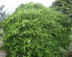 Image result for Secamone delagoensis