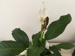 Here are the mistakes you want to rectify. What Is Happening To My Peace Lily Its Flowers Started To Look Burned It Has No Direct Sunlight Gardening