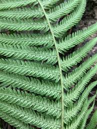 Image result for Thelypteris