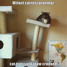 The new york times and thought catalog have reported on the cats' fame on the internet. Lolcats Cat Tree Lol At Funny Cat Memes Funny Cat Pictures With Words On Them Lol Cat Memes Funny Cats Funny Cat Pictures With Words