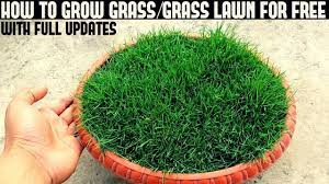 It can be a replacement for a scoundrel, scum, or cheapo. How To Grow Grass At Home For Free With Full Updates Youtube