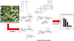 Image result for Olax obtusifolia