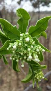 Image result for Rauvolfia mannii