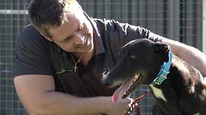 Although they are classified as large dogs, they are relatively unobtrusive, polite. Racing And Wagering Western Australia Rwwa Greyhounds As Pets Wa Facebook
