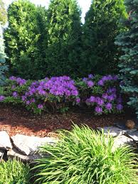 Rhododendron Between Arborvitae Arborvitae Landscaping Evergreen Garden Backyard Landscaping