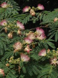 Image result for Microcharis angolensis