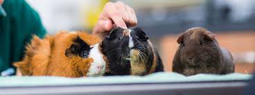 We did not find results for: Which Is Small Pet Is Right For Me My Family Vets