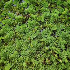 Image result for Salviniaceae