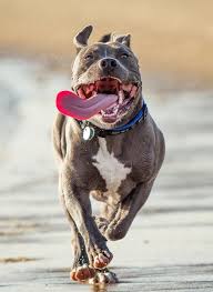 Pin Em Pits
