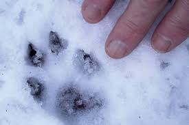 1200 x 1600 jpeg 520 кб. Animal Tracks Door County Pulse