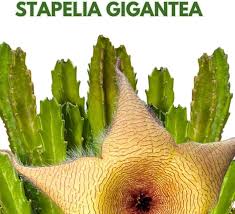 Image result for Stapelia gigantea