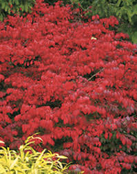 Burning bush euonymus shrubs make an excellent addition to many landscapes as a sensational accent hedge. Fire Ball Burning Bush Euonymus Alatus Proven Winners