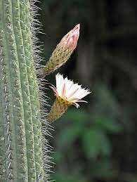 This is pretty self explanatory. Echinopsis Terscheckii Grows At A High Altitude In The Andes Of Argentina Do Not Confuse It With The Saguaro Cactus Carnegiea Gigantea Native To The Priroda