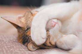 However, if your cat has diarrhea but seems fine, it would still be wise to keep an eye on him and remain cautious. Wondering Why Your Cat Has Diarrhea What Causes Cat Diarrhea And What To Do Catster
