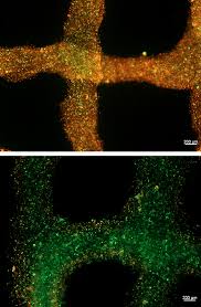 As soon as the iphone face is there, it comes to life, it has an expression (выражение лица) that shows if it is satisfied with the way the owner takes саге of it. Oxygen Releasing Bioink To Enhance Cell Survival In 3d Printed Structures Medgadget