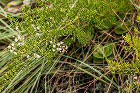 Image result for Anthospermum ammannioides