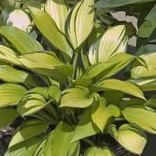 Hosta ' june fever ' has yellow leaves with a green margin and is a medium hosta that has pale lavender flowers and grows in sun and shade. Hosta June Fever Hosta Plantain Lily From Garden Center Marketing