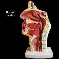 912 nasal cavity anatomy model products are offered for sale by suppliers on alibaba.com, of which medical science accounts for 11%. Normal Pathological Anatomy Model Of The Nasopharyngeal Cavity In The Nasal Cavity And Throat Of Human Body 24x12x12cm Educational Equipment Aliexpress