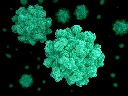 Las personas pueden contagiarse unas a otras o por medio del agua o alimentos contaminados. Norovirus Culture Breakthrough First Step In Controlling Virus
