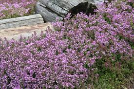 Pflasterfugen Begrunen Statt Muhsam Saubern Bodendecker Bepflanzung Und Bodendeckerrosen