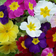 Image result for Primula