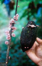 Cocoa can slow blood clotting. The Impact Of Plant Diseases On World Chocolate Production