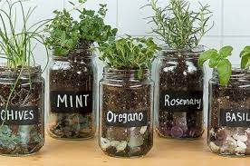 The Best Indoor Herb Garden Ideas For Your Home And Apartment No 21 Mason Jar Herb Garden Herb Garden In Kitchen Mason Jar Herbs