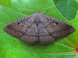 During a conversation at a party Owl Moth Or Peacock Moth Manaaki Whenua