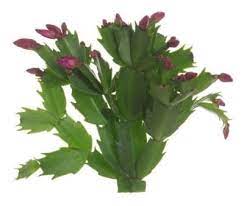 Although classified as cactus, christmas cactus has very different care need their bloom season comes during the fall, usually in the early days of november. Thanksgiving Cactus Information Learn About Thanksgiving Cactus Plant Care