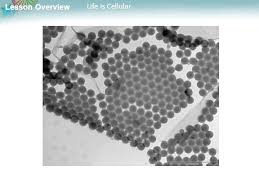 Describe how the different types of microscopes work. Lesson Overview 7 1 Life Is Cellular Ppt Download