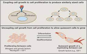 As animals increase in size they require specialized organs that effectively increase the surface area available for exchange processes. The Regulation Of Cell Size Sciencedirect