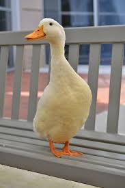 My Favorite Breed Of Duck Peking Duck Pictures Duck And Ducklings Pet Ducks