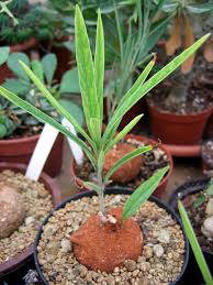 Image result for Adenia rumicifolia